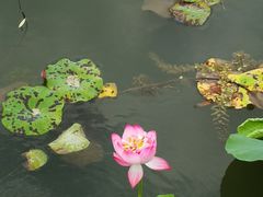 -昆山城市生态森林公园