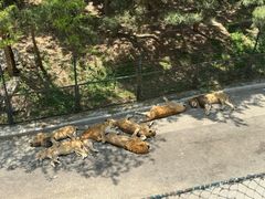 -大连森林动物园