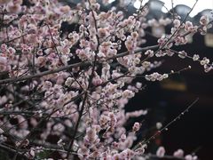 -青羊宫