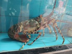 -新灿记大酒楼