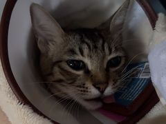 -宠物研究中心
