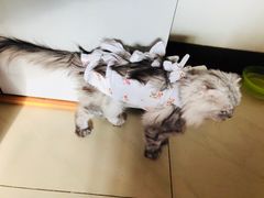 -纳吉亚猫专科动物医院博雅分院