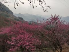 -新建村梅花