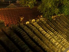 屋顶的喵-EATALIA意塔利意式餐厅(鼓楼店)