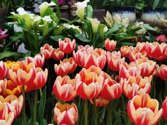 -秦美花卉(天朗·莱茵小城2期店)