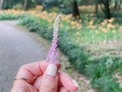 -杭州植物园