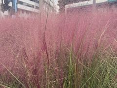 -龙大花卉苗木市场