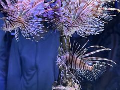 -海合安天津极地海洋公园