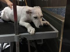 -Oh My Dog宠物沙龙(伊珊娜皮毛护理店)