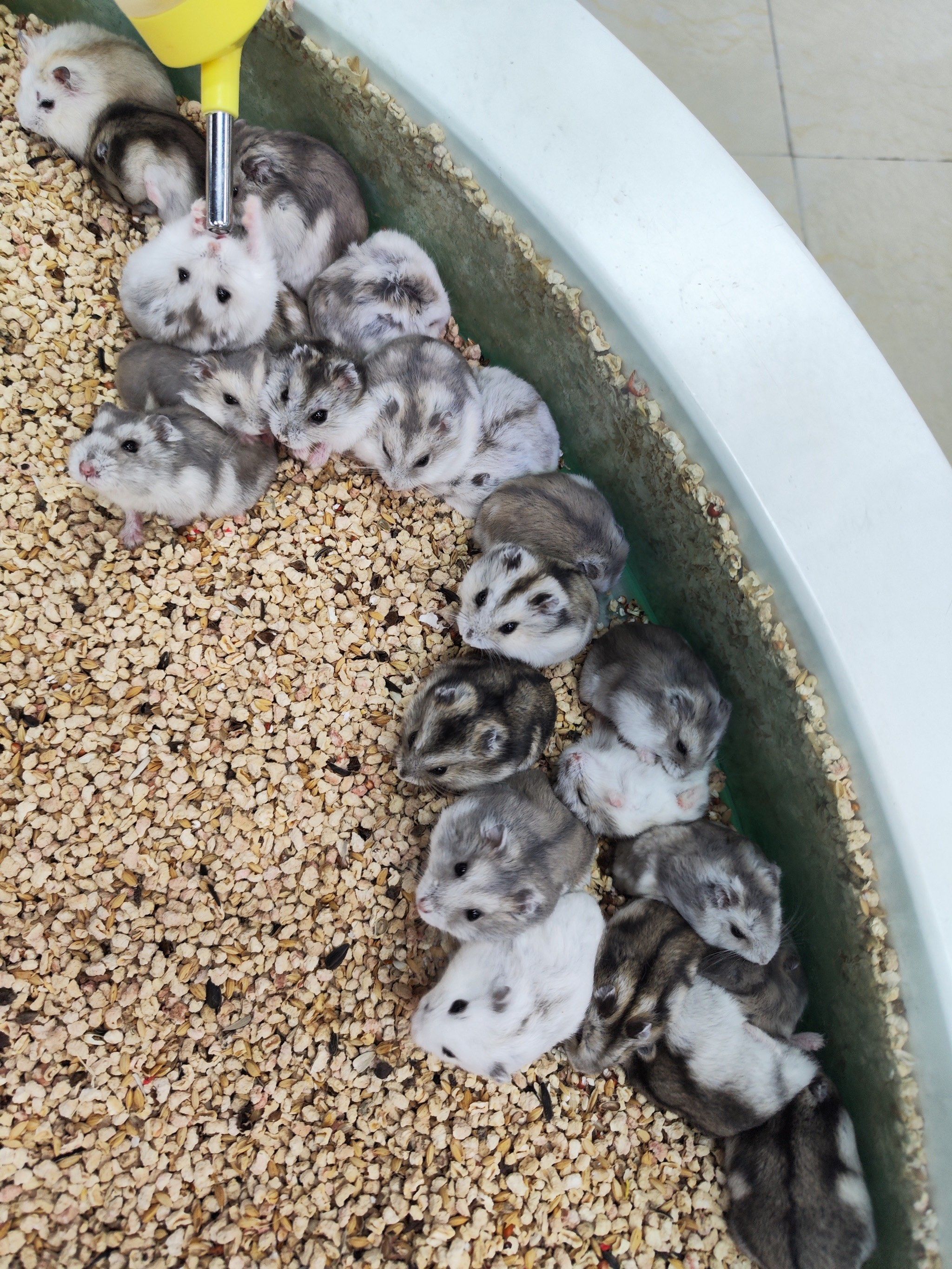 鼠鼠好可爱!兔兔好可爱!小鸟也好可爱!当然都没我可爱![害羞]