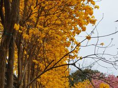 -天适樱花悠乐园