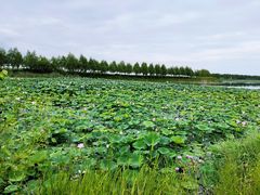 -呼兰河口湿地公园