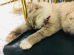 -喵喵咪呀布偶猫咖(春熙路店)