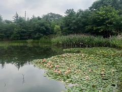 -白鹭湾湿地公园