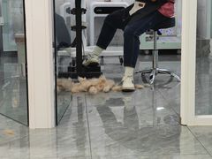 -爱洗澡的猫(望京店)