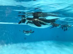 -帝企鹅自助餐厅•儿童岛•真企鹅(长隆企鹅酒店)