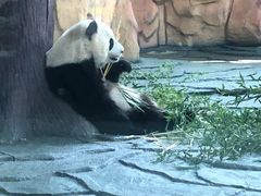 -泉州海丝野生动物世界