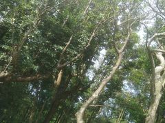 -梧桐山风景名胜区