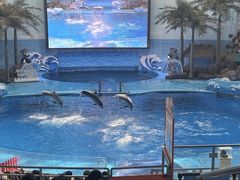 -海合安成都极地海洋公园