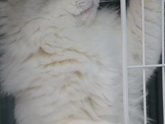 -翊宠yipet猫狗购宠庄园犬舍•猫舍