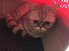 -安安宠医·安宠宠物医院