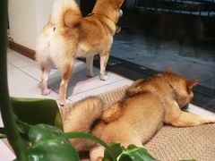 -柴务处·柴犬主题狗咖