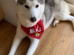 桃心-Husky Go! 哈士奇体验馆·宠物咖啡厅狗咖