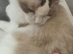 -飞行喵MR PILOT|猫舍·猫咖(静安大融城店)