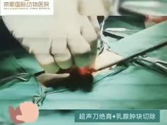 -奈斯宠物医院·核磁CT·异宠专科·内镜(中南店)