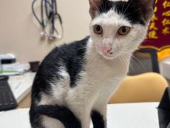 -安安宠医宠物医院·异宠·犬猫内科(岳阳分院)