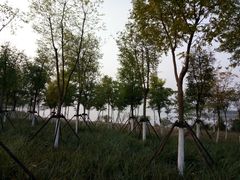 -天津东丽湖风景区