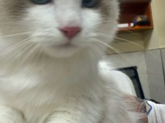 -动物缘宠物医院·骨科·猫科(西二环店)