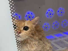 -瑞派康怡24h宠物医院·犬猫医疗中心·微创绝育(瑞景分院)