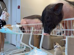 -怪兽屋·羊驼·猫咖·狗咖(俊华广场店)