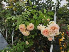 -奉浦四季生态园