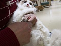 -藏猫猫咖啡主题馆(中央大道店)