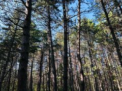 -帽儿山国家森林公园