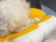 -德元·美联众合24小时动物医院(总院)