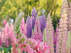 -上海滨江森林公园