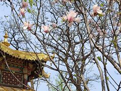 -护国法轮寺