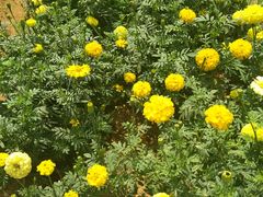 -松山湖梦幻百花洲