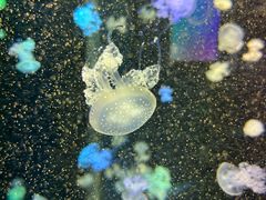 -多彩贵州城极地海洋世界