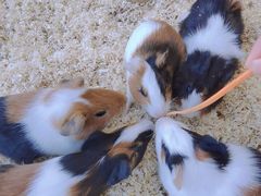 -怪兽屋·羊驼·猫咖·狗咖(俊华广场店)