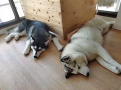 -Husky Go! 哈士奇体验馆·宠物咖啡厅狗咖