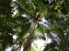 -三亚珠江南田温泉度假区