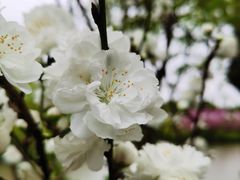 -南汇桃花村