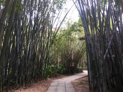 -开平碉楼文化旅游区马降龙景区