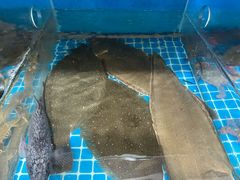 -宾朋海鲜特色美食餐厅·纯手工鲅鱼水饺(兴海路店)