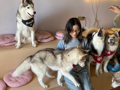 -Husky Go! 哈士奇体验馆·宠物咖啡厅狗咖