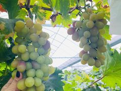 -马陆小张葡萄园农家乐